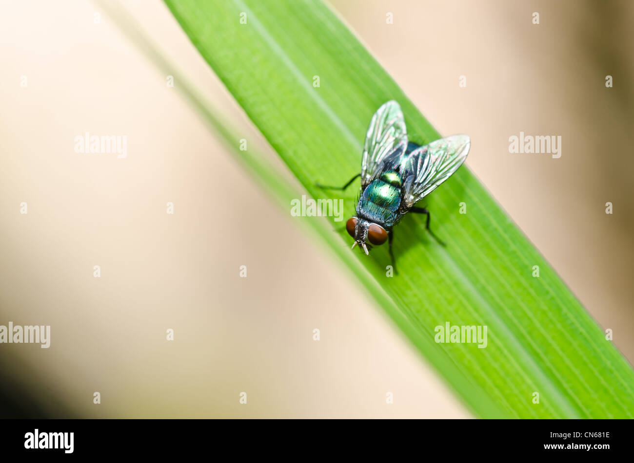 Fliegen Sie in der grünen Natur oder in der Stadt Stockfoto