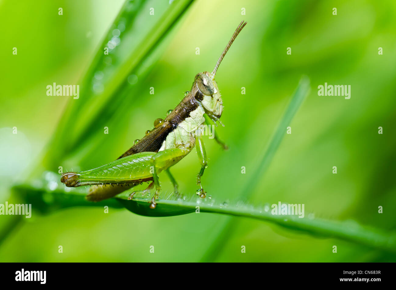 Heuschrecke in der grünen Natur oder im Garten Stockfotografie Alamy