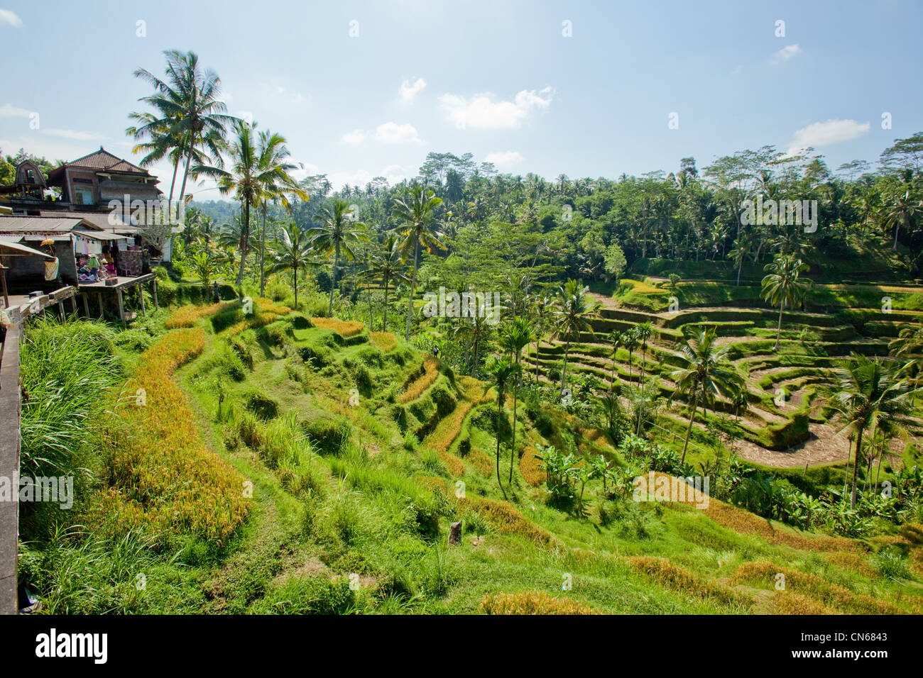 Reisfelder Bali Indonesien Stockfoto