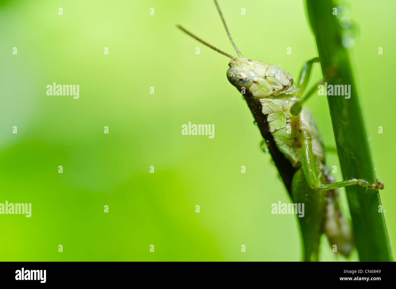Heuschrecke in der grünen Natur oder im Garten Stockfotografie Alamy