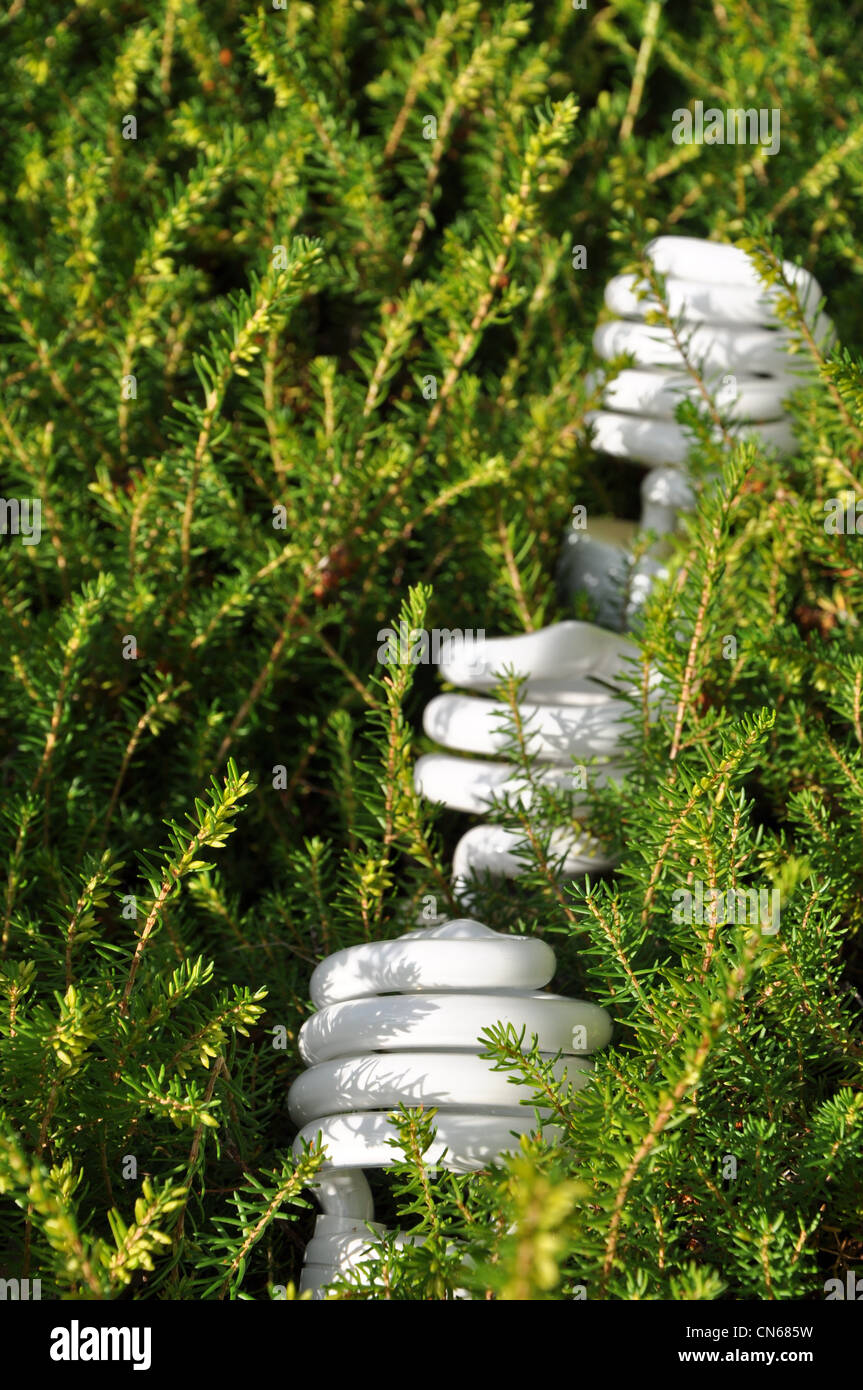 Sparen Sie Energie Birne mit Kiefer Baum Hintergrund Stockfoto