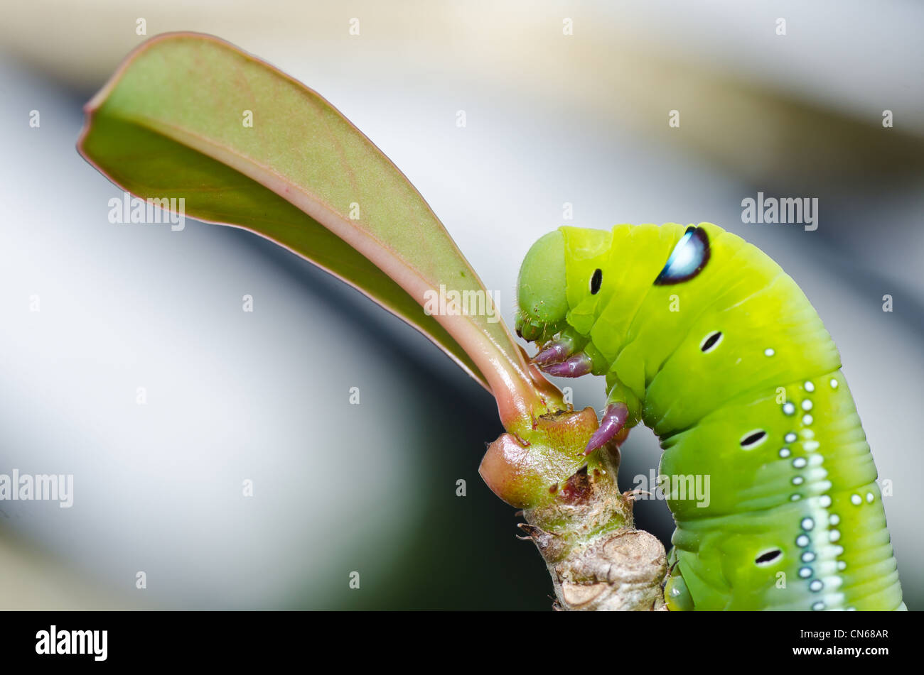 Wurm in der grünen Natur oder im Garten Stockfotografie Alamy