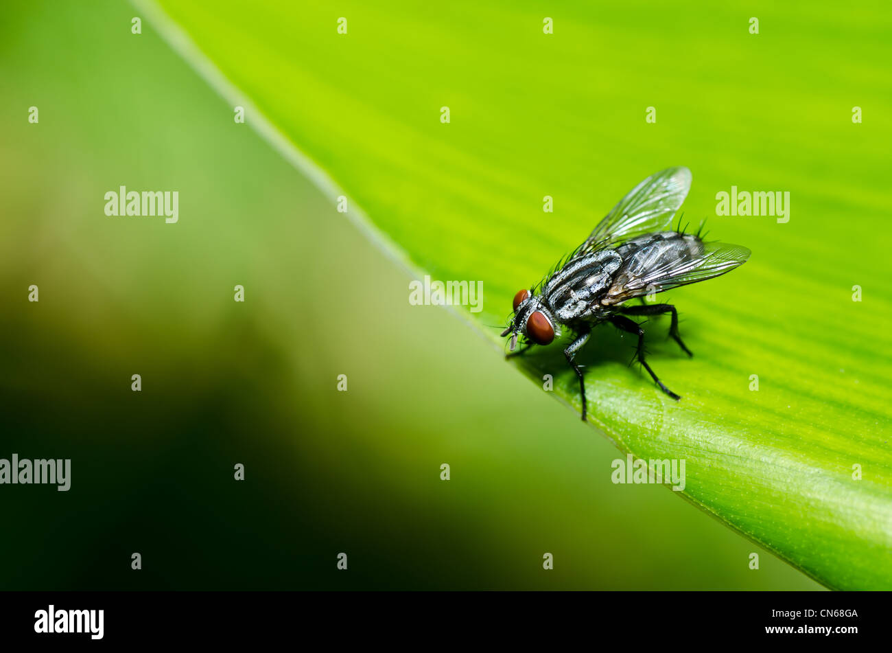 Fliegen Sie in der grünen Natur oder in der Stadt Stockfoto