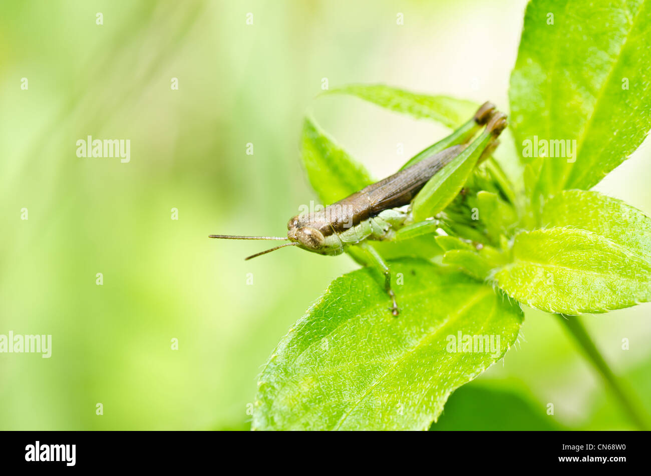 Heuschrecke in der grünen Natur oder im Garten Stockfotografie Alamy