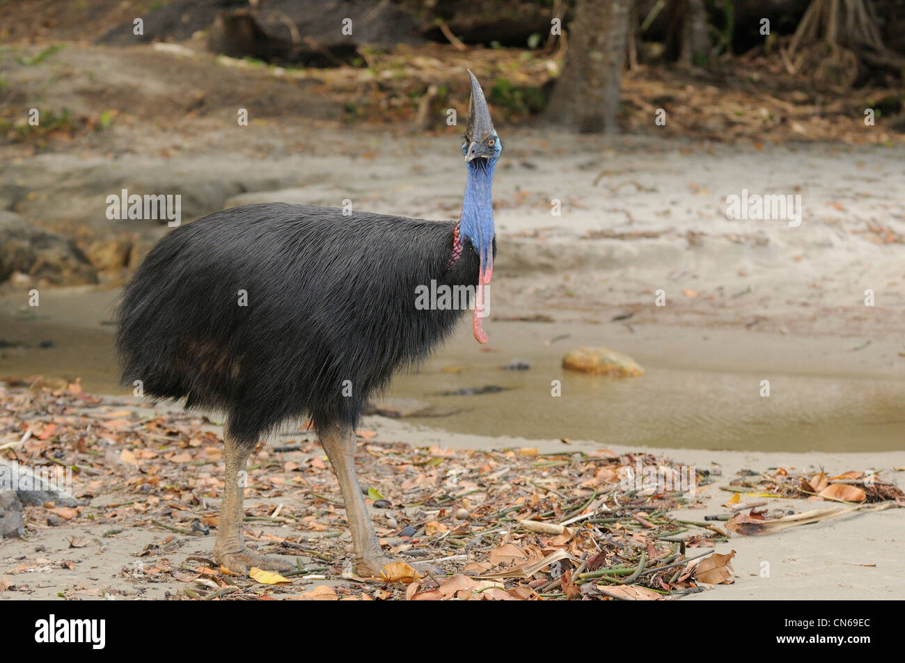 Südlichen Helmkasuar Casuarius Casuarius weibliche fotografiert in North Queensland, Australien Stockfoto