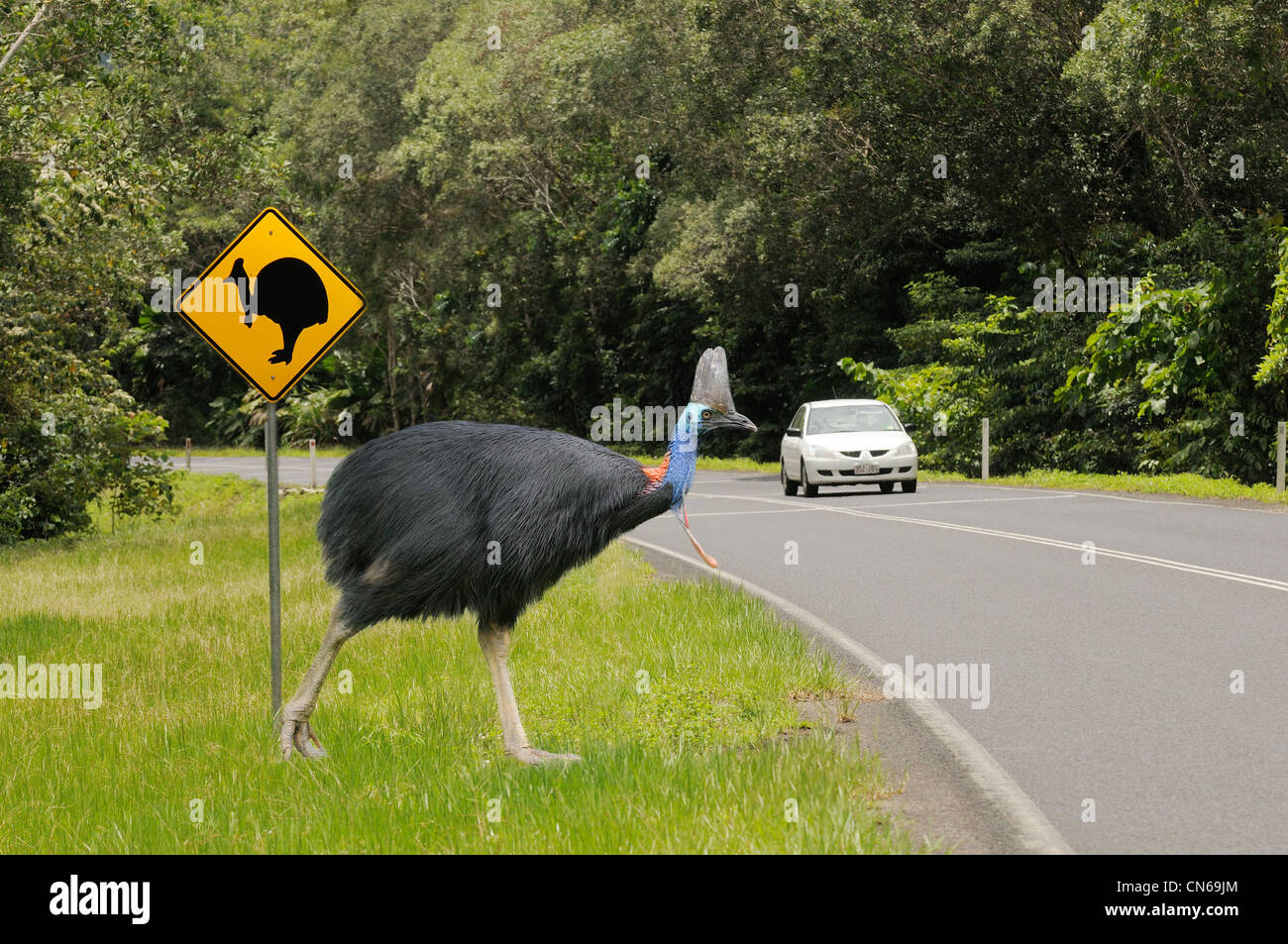 Südlichen Helmkasuar Casuarius Casuarius erwachsenen männlichen Kreuzung Straße. Digitale Bilder aus dem zusammengesetzten Monat in North Queensland, Australien Stockfoto
