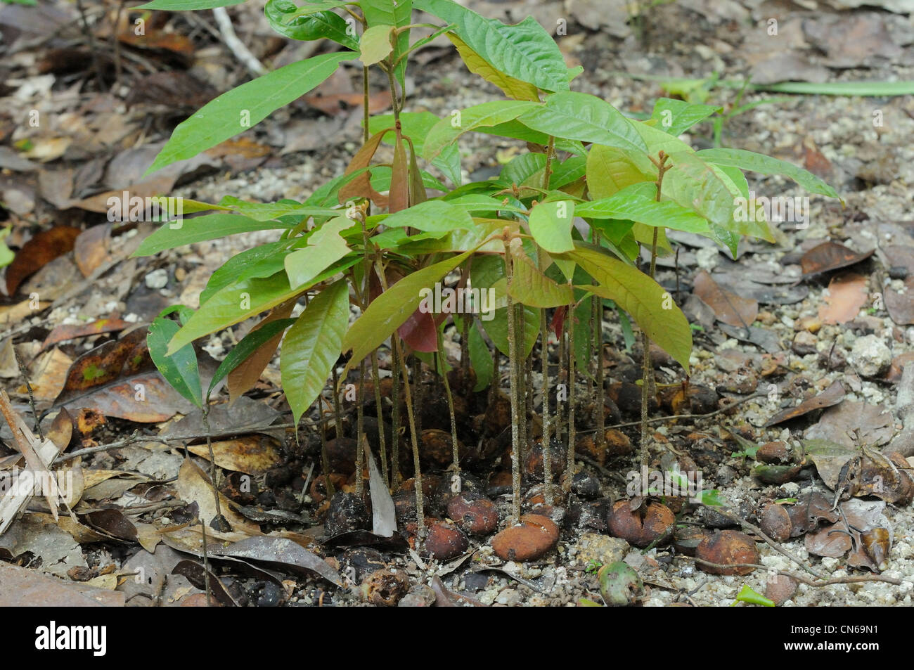 Südlichen Helmkasuar Casuarius Casuarius Samen enthalten im Kot/Stuhl sprießen im Regenwald Stock, Queensland, Australien Stockfoto