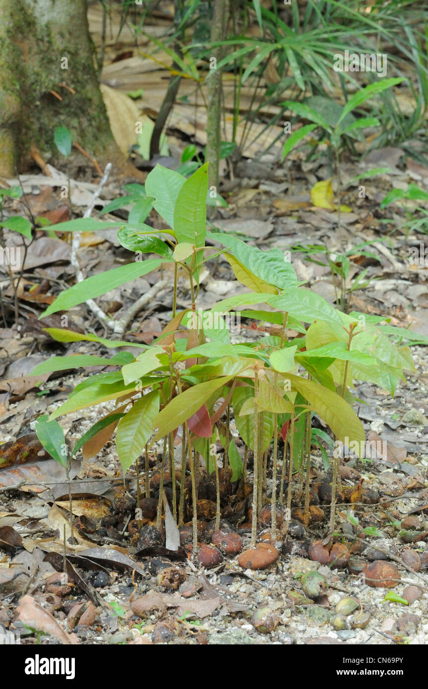 Südlichen Helmkasuar Casuarius Casuarius Samen enthalten im Kot/Stuhl sprießen im Regenwald Stock, Queensland, Australien Stockfoto