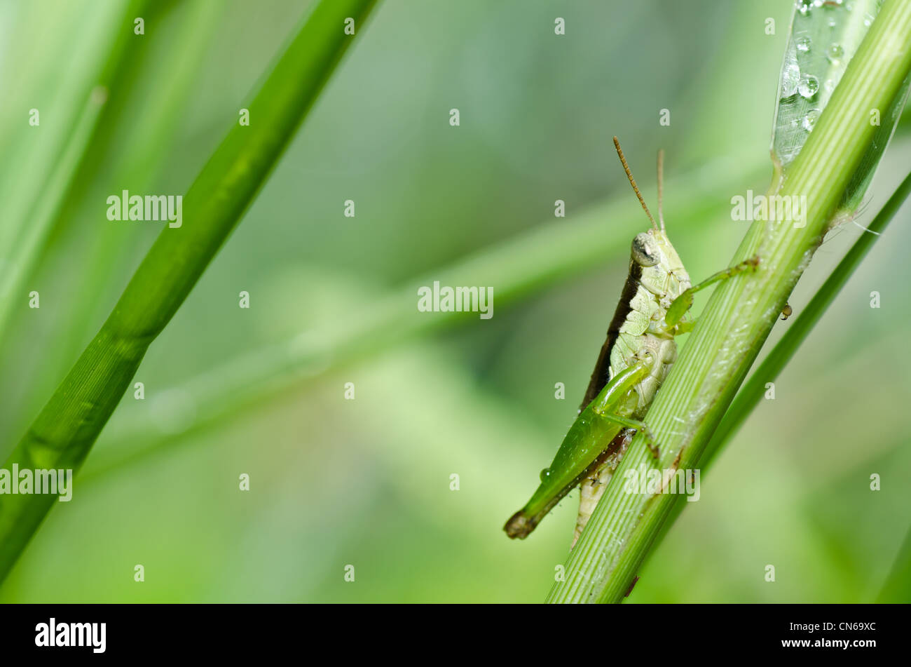 Heuschrecke in der grünen Natur oder im Garten Stockfotografie Alamy