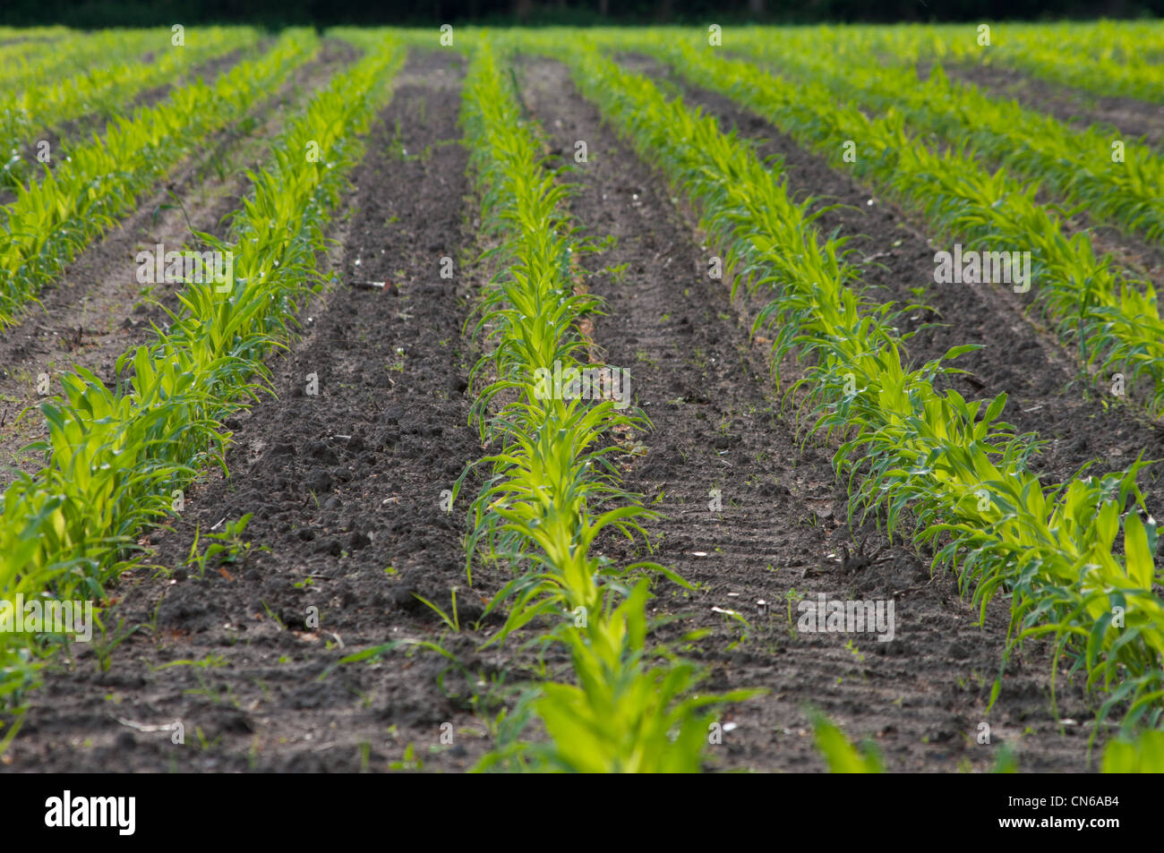 Feld mit geraden Reihen junger Mais Stockfoto