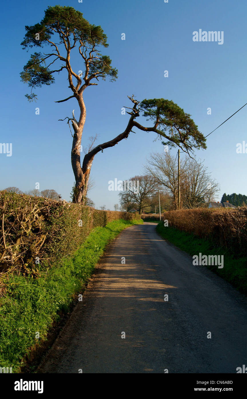 Föhren Überhänge Feldweg in der Nähe von Holditch West Dorset Stockfoto