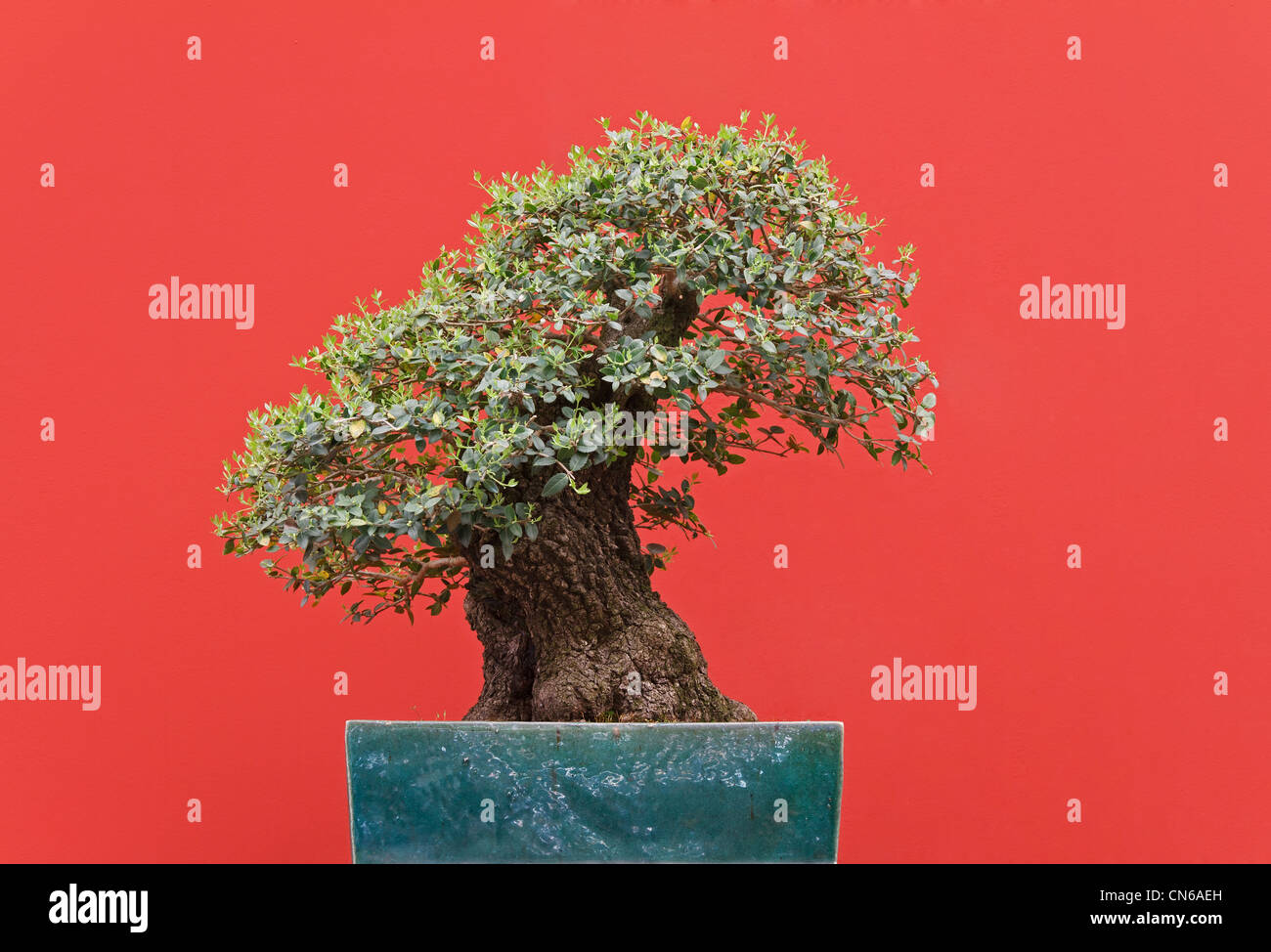 sehr alte Zelkova Bonsai auf rotem Grund Stockfoto