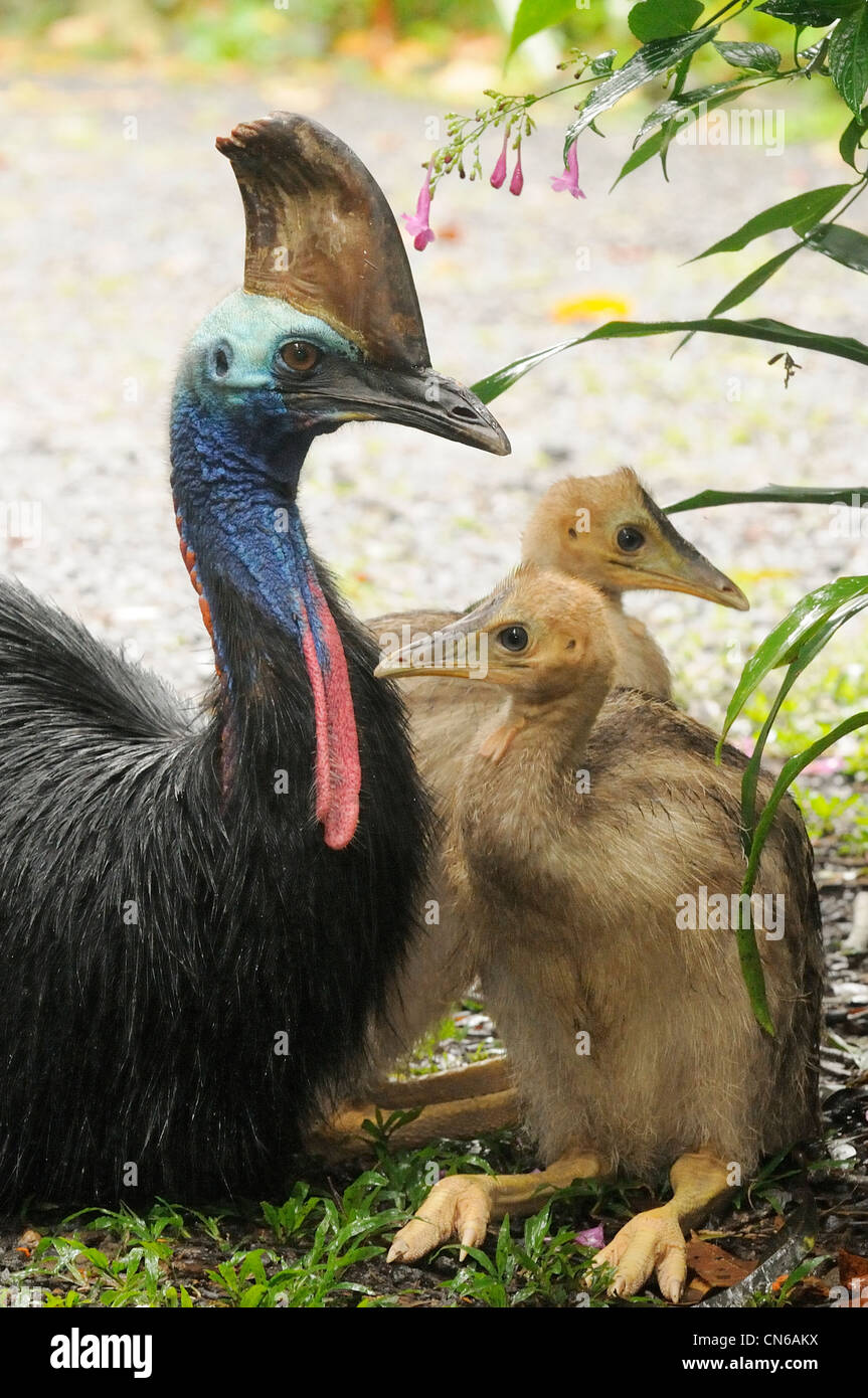 Südlichen Helmkasuar Casuarius Casuarius Männchen mit Küken fotografiert in den feuchten Tropen, North Queensland, Australien Stockfoto