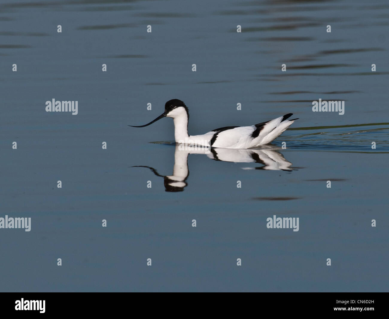 Säbelschnäbler schwimmen auf einem lokalen See Stockfoto