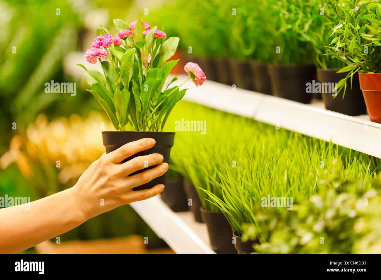 Closeup auf Händen Blumentöpfe aus Regal nehmen Stockfoto
