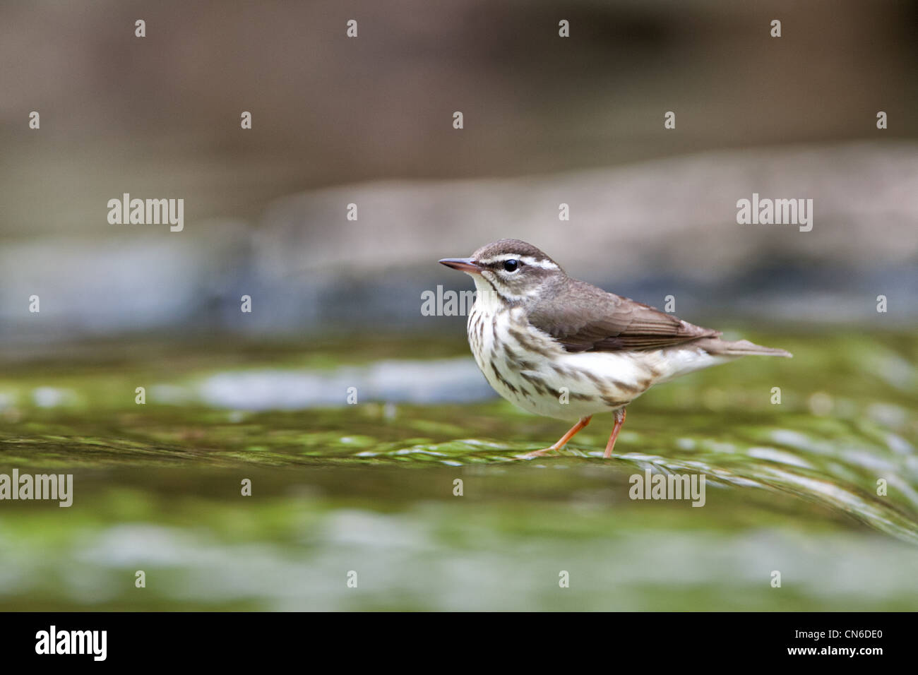 Louisiana Wasserdrossel in Bachvogel Vögel songbird singvögel Ornithologie Wissenschaft Natur Wildtiere Umwelt Soordroschen Stockfoto