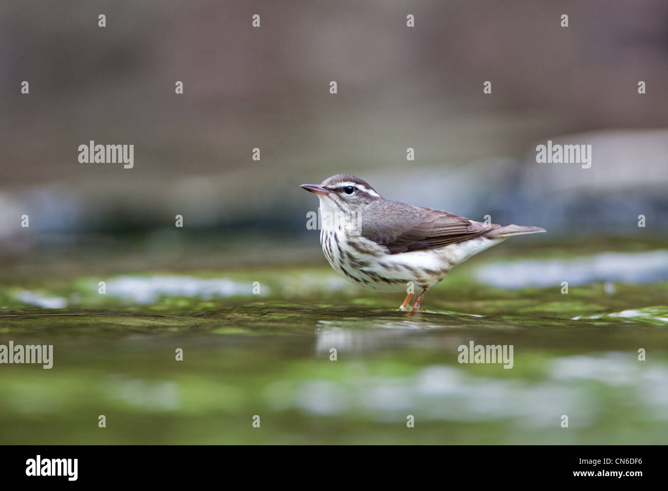 Louisiana Wasserdrossel in Bachvogel Vögel songbird singvögel Ornithologie Wissenschaft Natur Wildtiere Umwelt Soordroschen Stockfoto