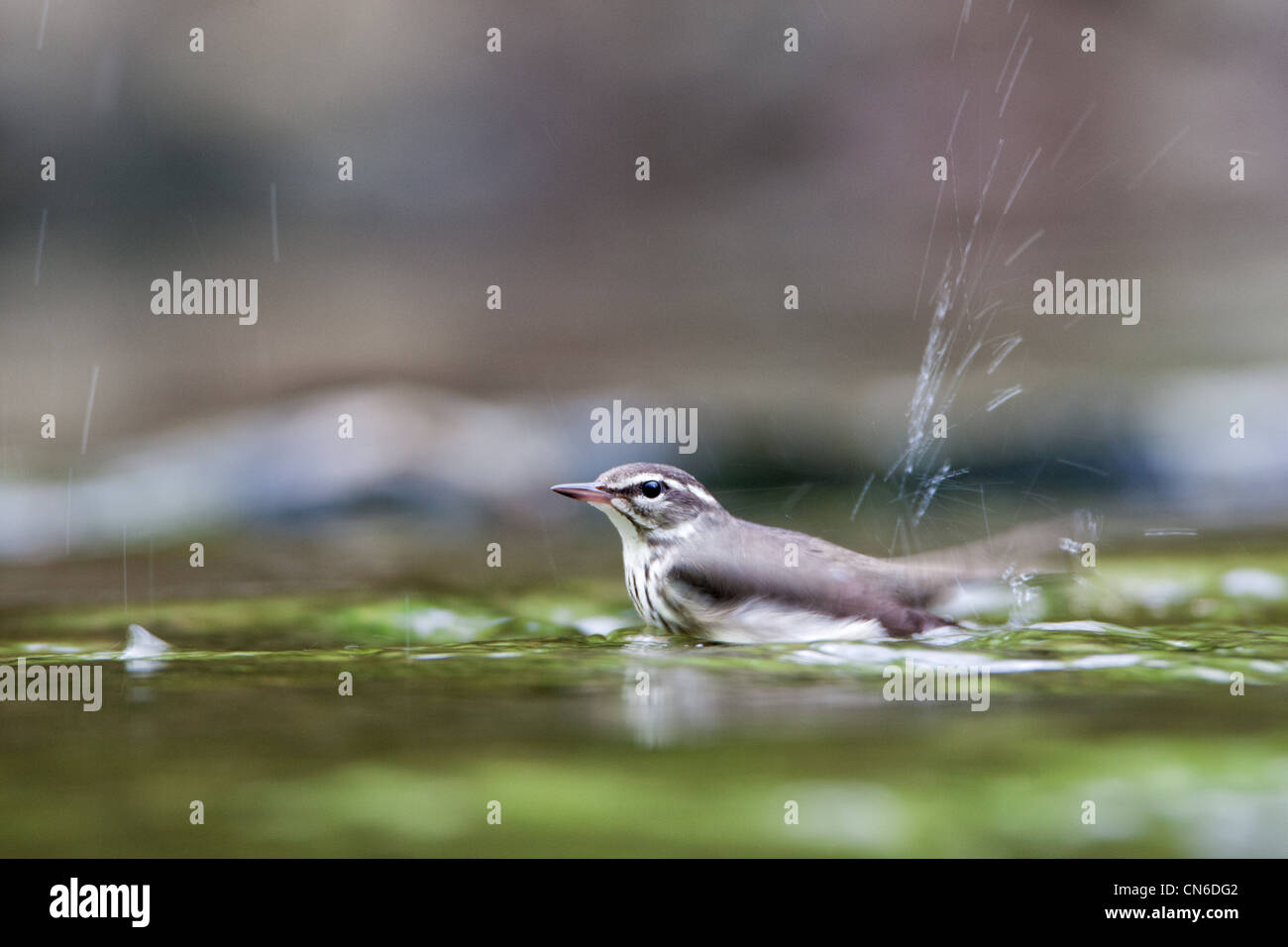 Louisiana Wasserdrossel in Bachvogel Vögel songbird singvögel Ornithologie Wissenschaft Natur Wildtiere Umwelt Soordroschen Stockfoto