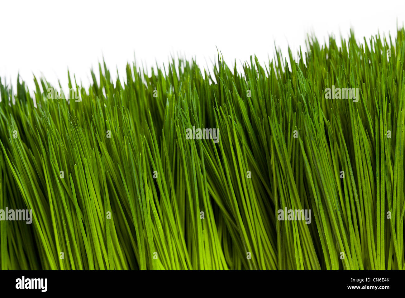 Green Grass mit weißem Hintergrund Stockfoto