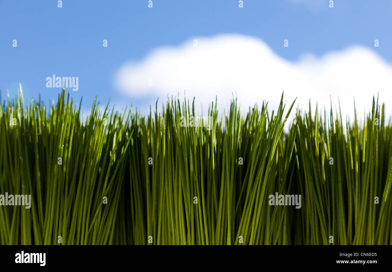 Green Grass und blauer Himmel für Hintergrund Stockfoto