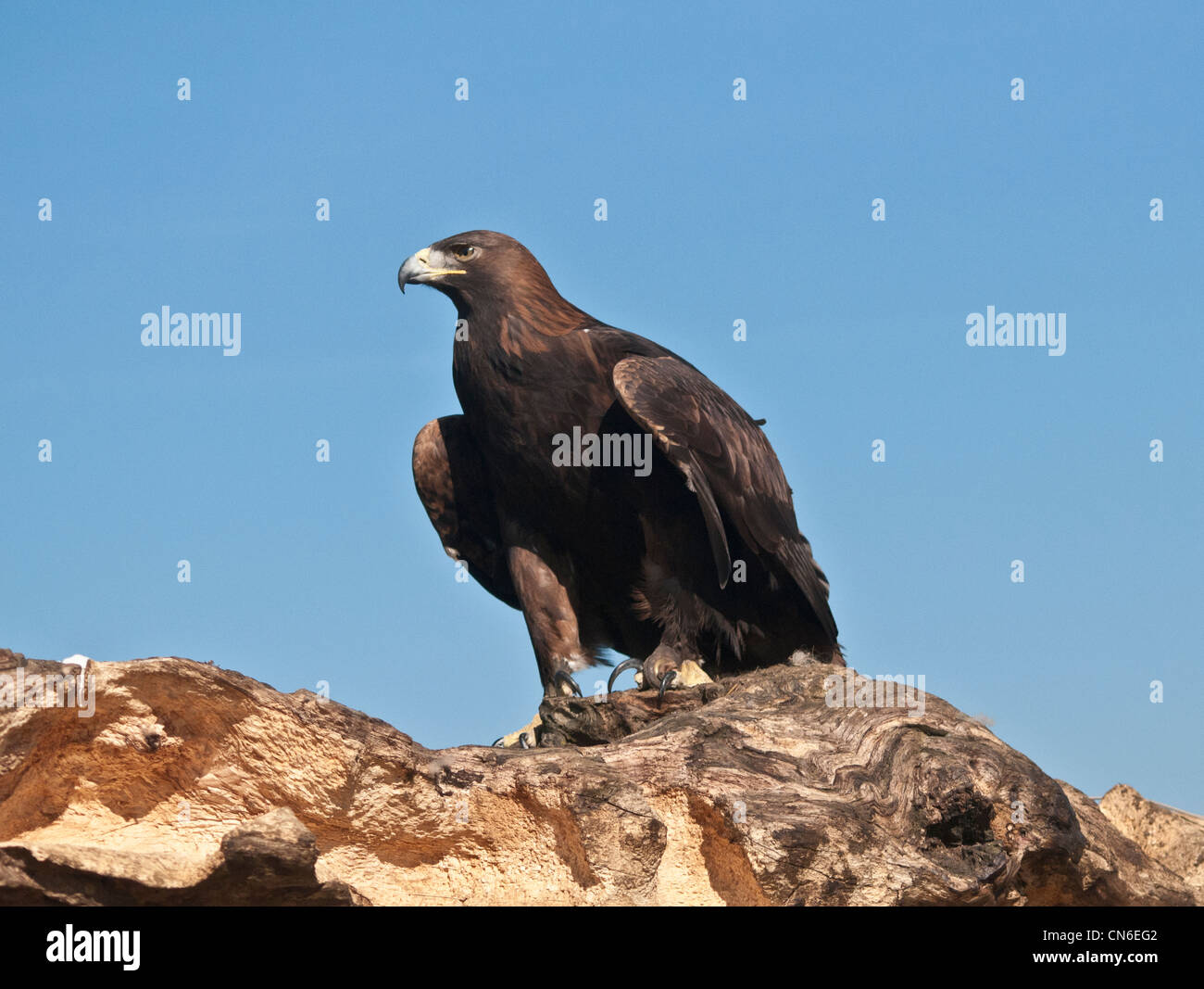 Steinadler auf umgestürzten Baum Stockfoto