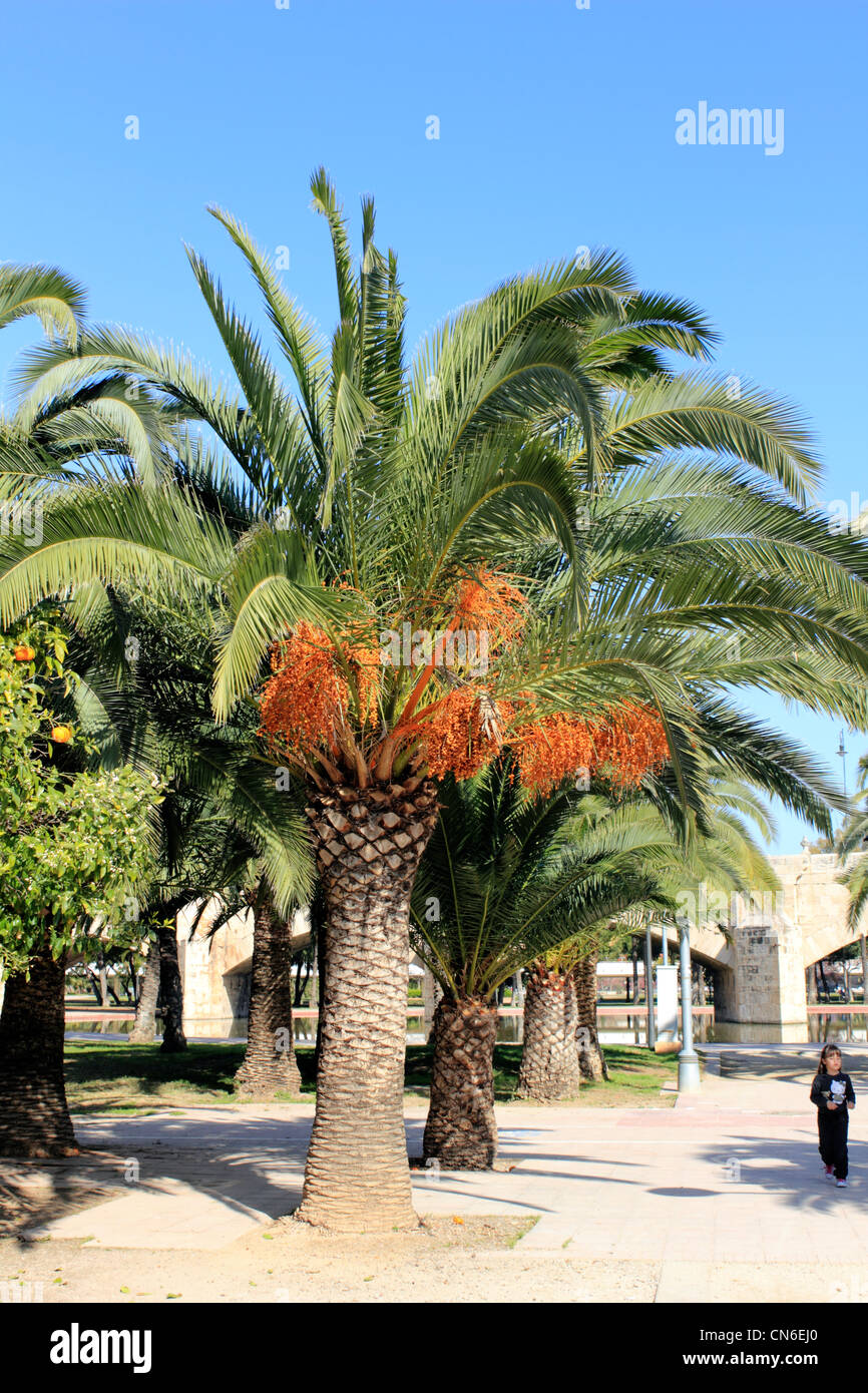 Dattelpalme in Turia-Gärten-Valencia-Spanien Stockfoto