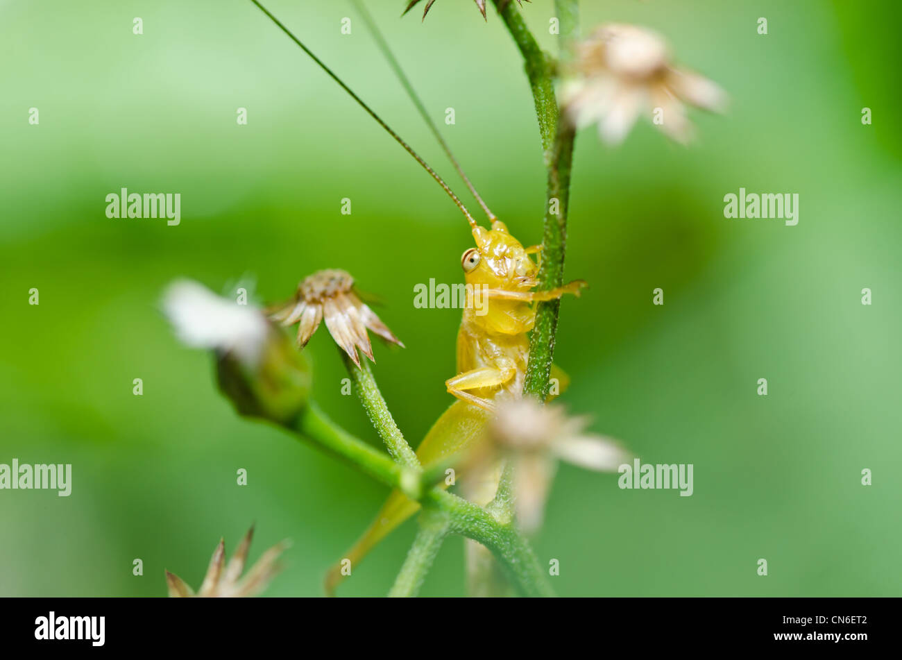 Heuschrecke in der grünen Natur oder im Garten Stockfotografie Alamy