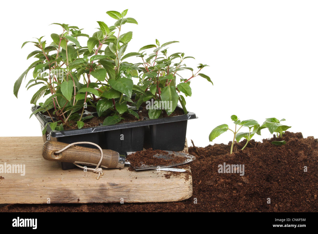 Gartenpflanzenbeet a Fotos und Bildmaterial in hoher Auflösung Alamy