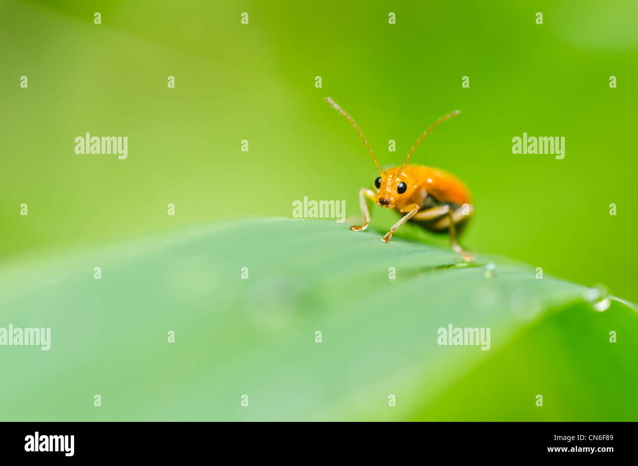 Orange Käfer in grüner Natur oder im Garten Stockfotografie - Alamy