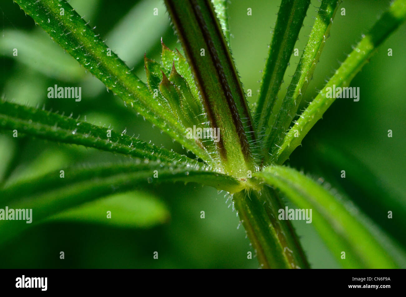 Detail der Klettenlabkraut schließen / Hackmesser - Galium Aparine - stammen. (Flache Fokus). Stockfoto