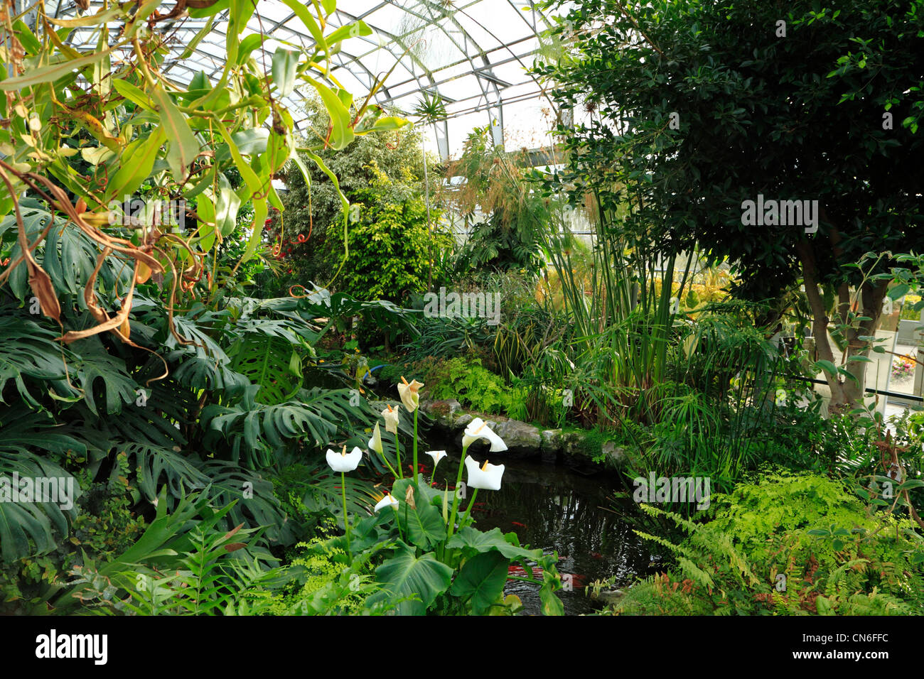 Sub-tropisches Gewächshaus, Halle Platz Gärten, Bexley, Kent UK Stockfoto