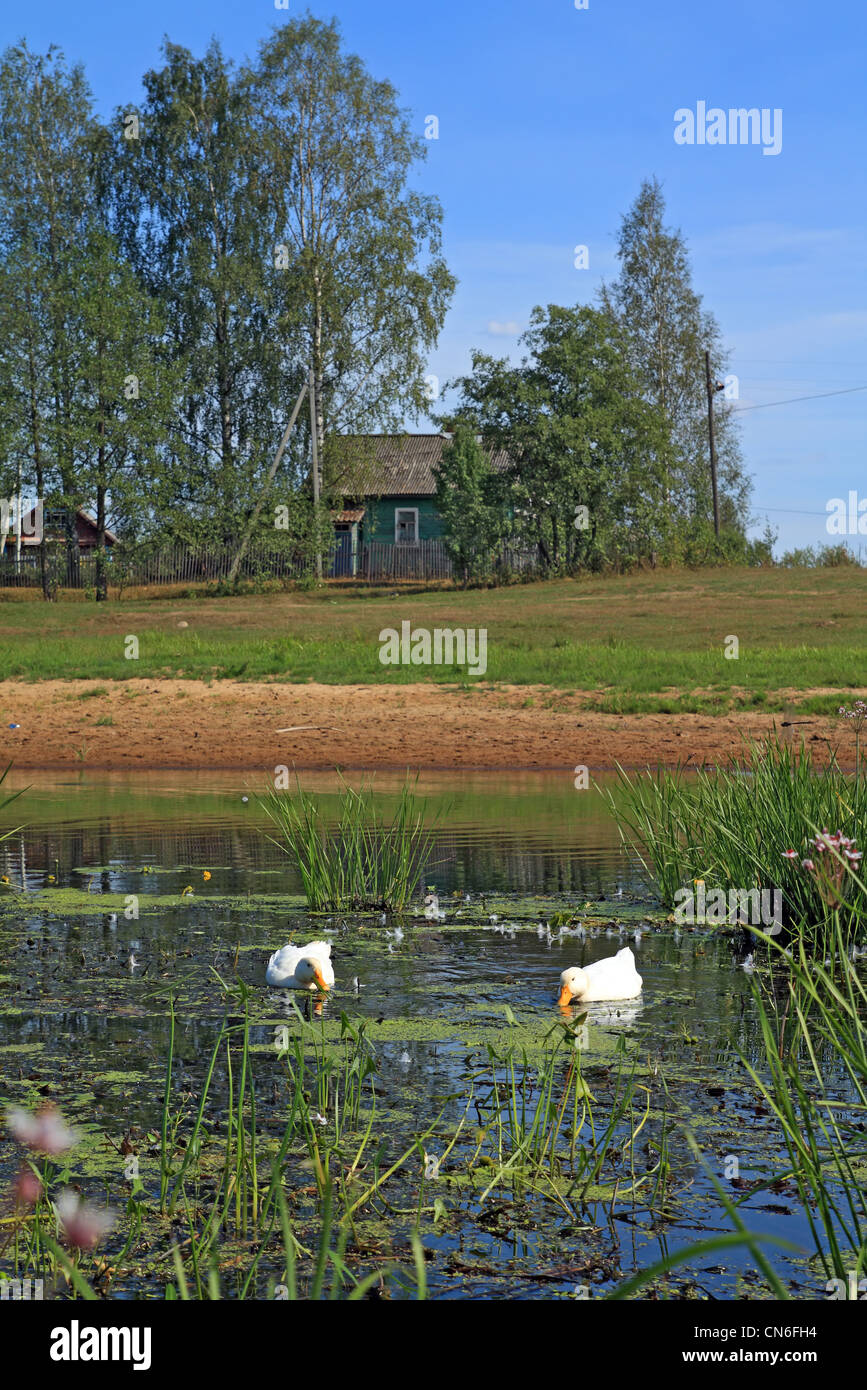 zwei weiße Gänse am Fluss gegen Dorf Stockfoto