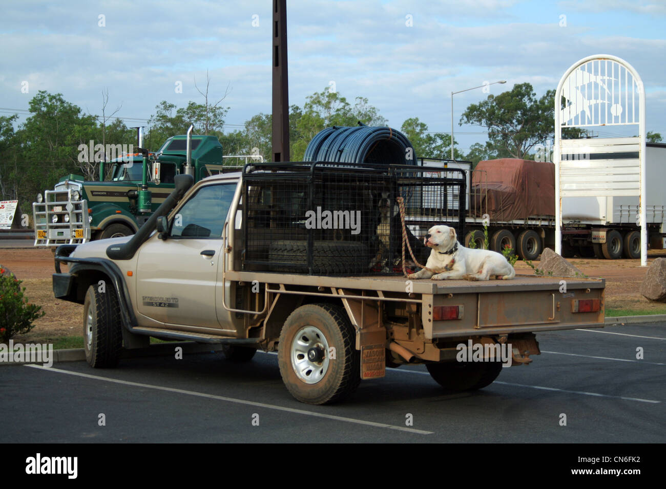 Hund Auf Dem Rucken Eines Pick Up In Australien Stockfotografie Alamy