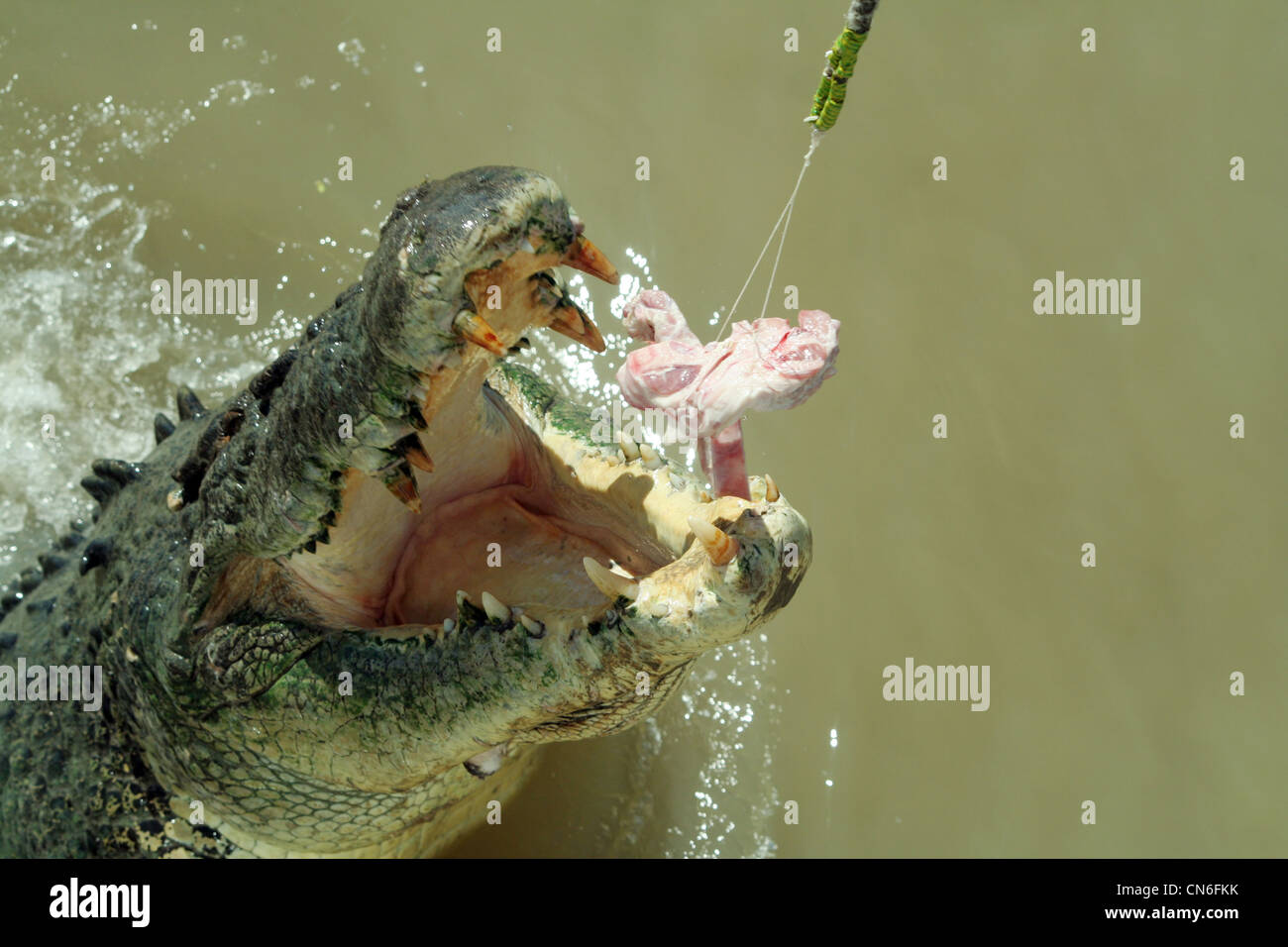 Krokodil in Adelaide River, Northern Territory, Australien Stockfoto
