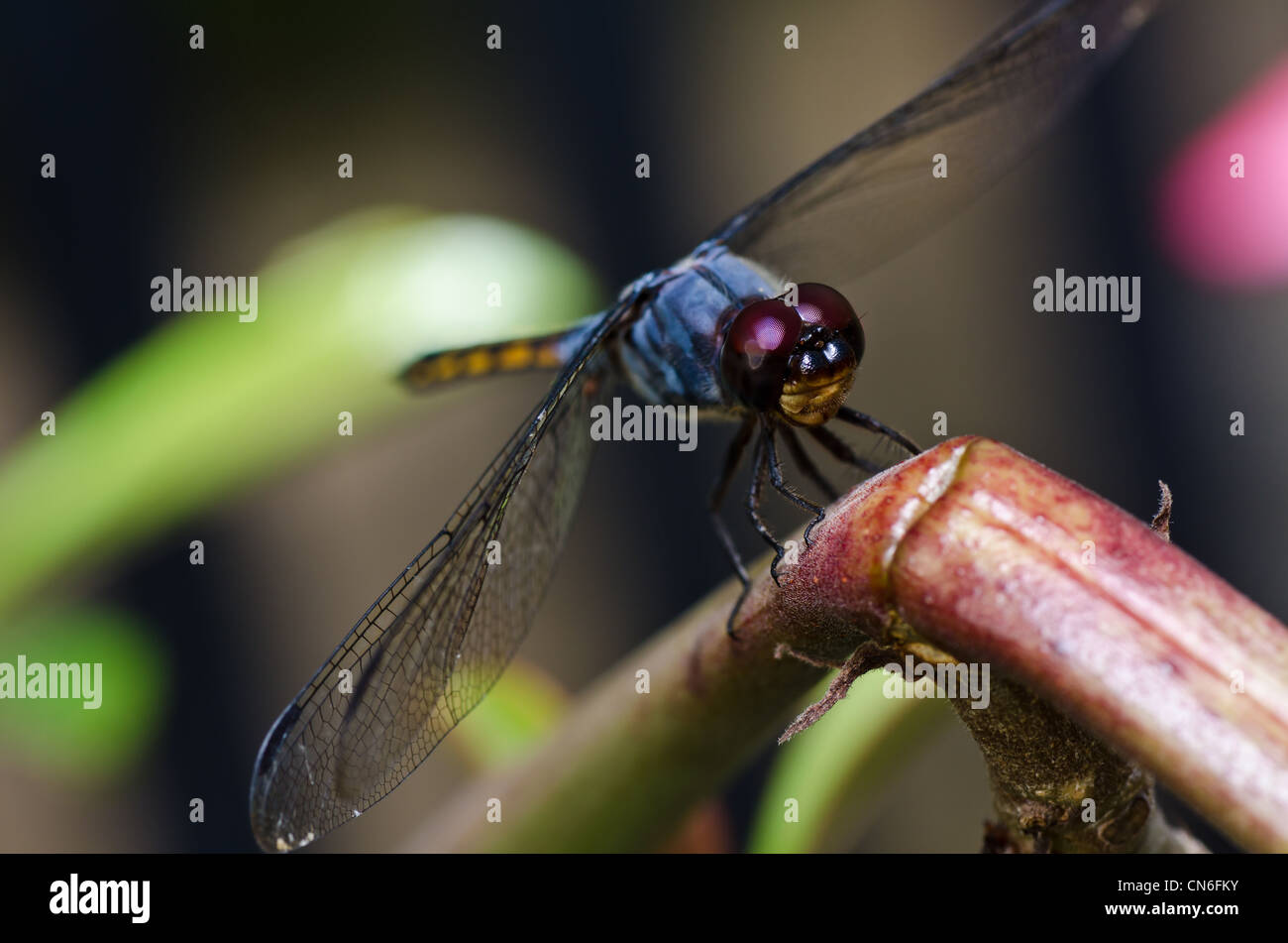 Libelle im Garten oder in der grünen Natur Stockfotografie Alamy