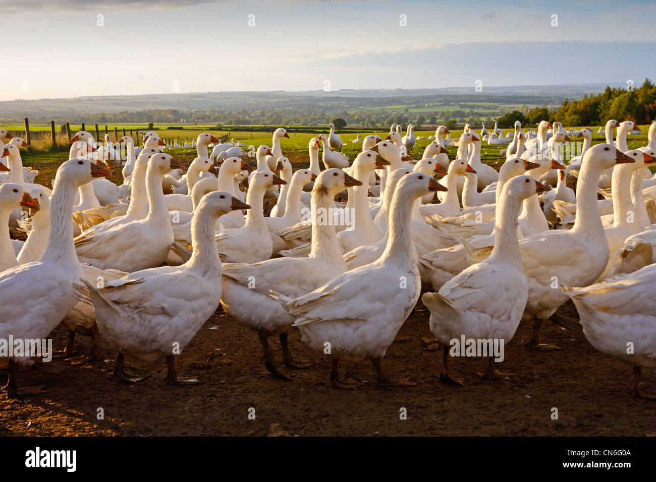 Gänse-Bauernhof, Oxfordshire, Vereinigtes Königreich. Freilaufenden Vögel können gefährdet sein, wenn die aviäre Influenza (Vogelgrippe-Virus) breitet sich Stockfoto