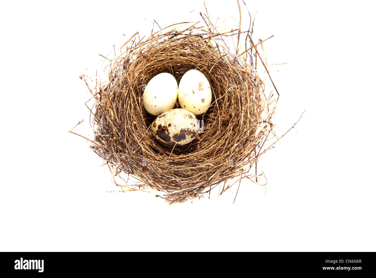 Homosexuelle weißen Eiern im nest isolierten auf weißen Hintergrund. Stockfoto