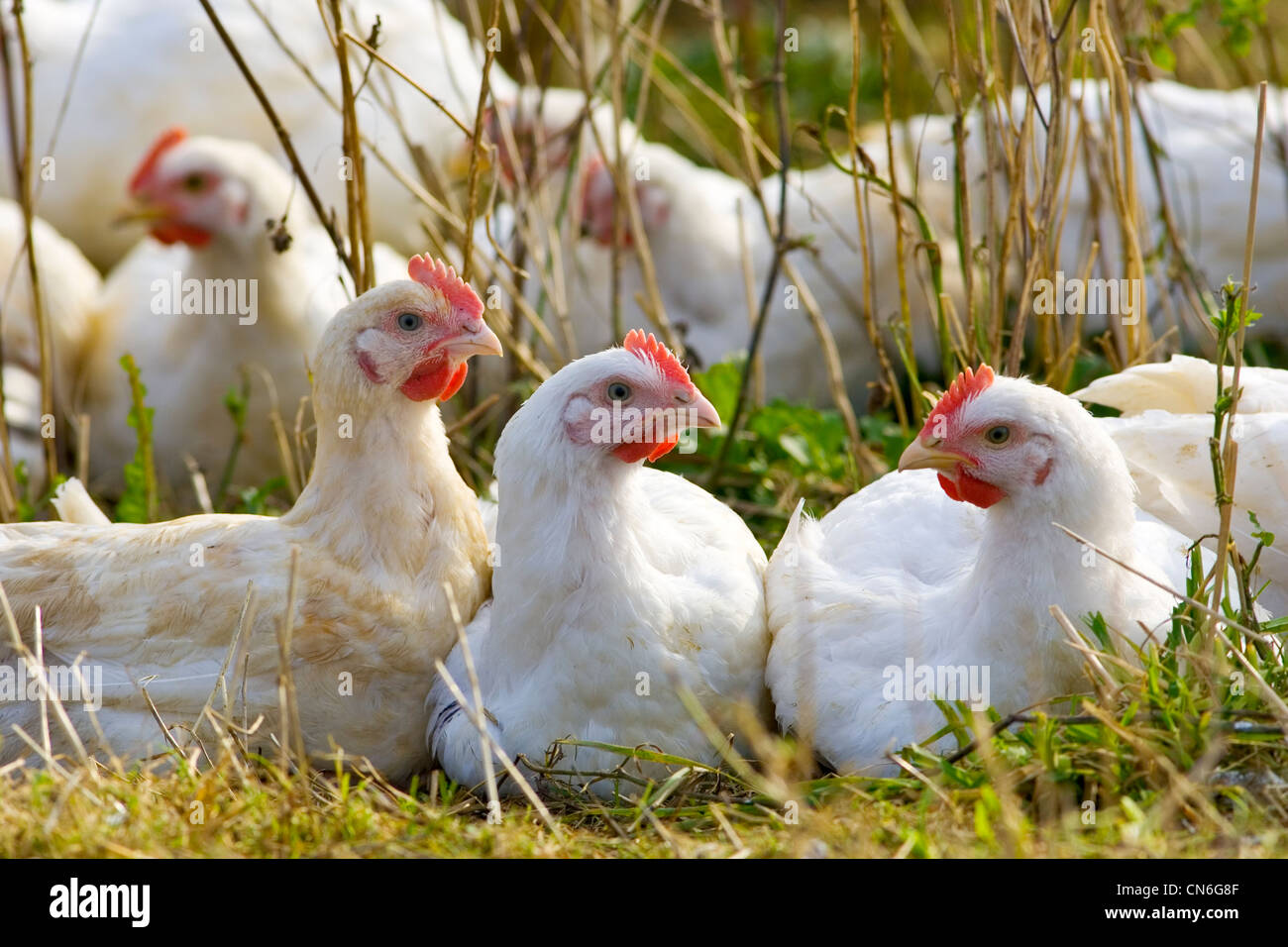 Freilaufende Hühner der Rasse Isa 257 bewegen sich frei im Sheepdrove Bio-Bauernhof, Lambourn, England Stockfoto