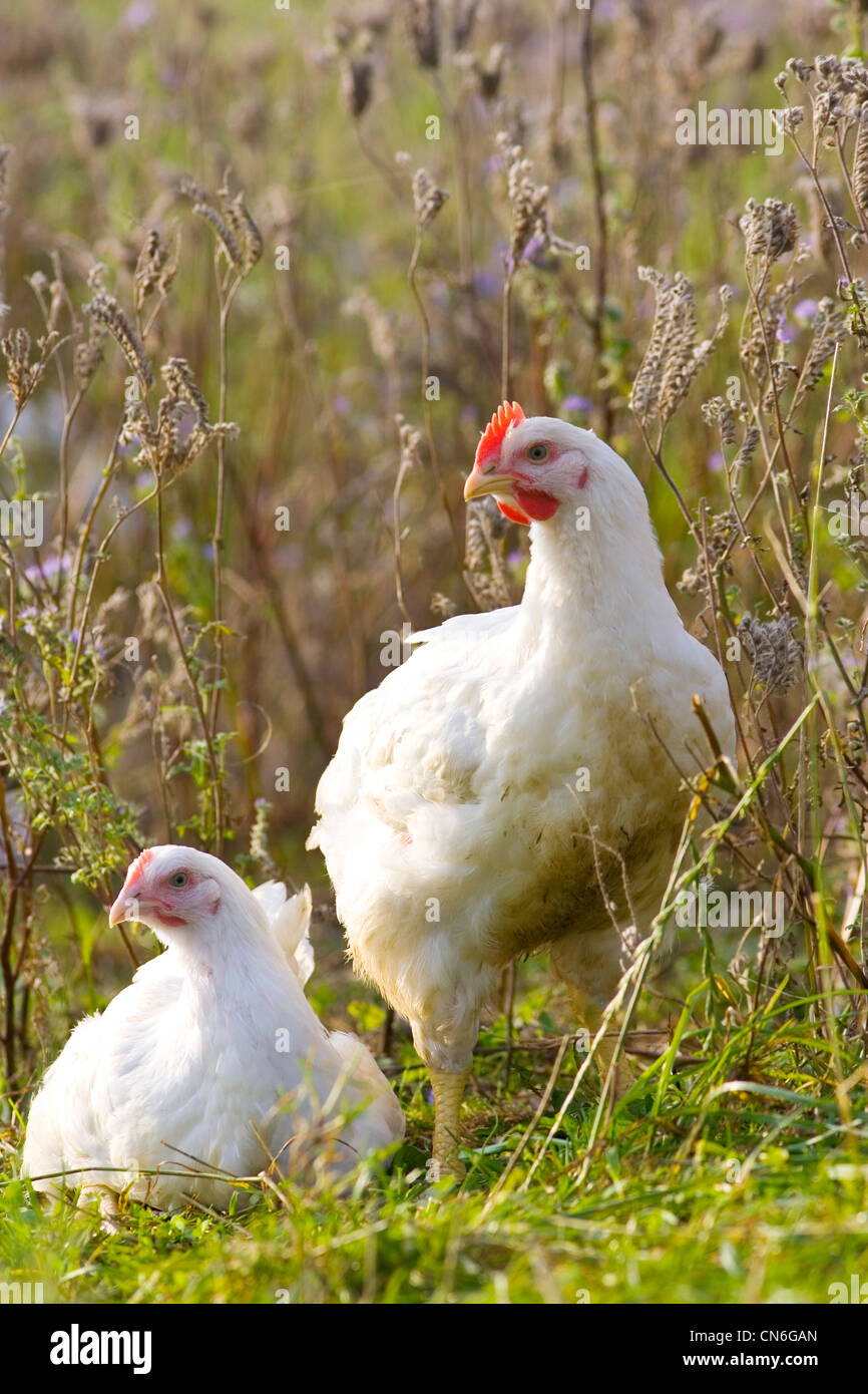 Freilaufende Hühner der Rasse Isa 257 bewegen sich frei im Sheepdrove Bio-Bauernhof, Lambourn, England Stockfoto