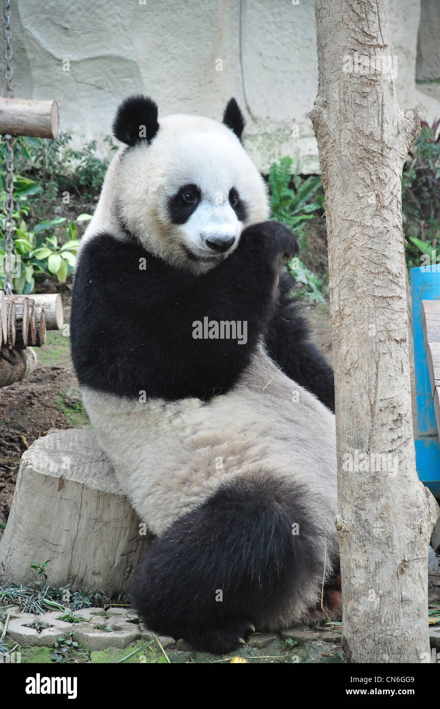 Giant Panda Essen Bambus im Zoo von Chiang Mai, Chiang Mai, Provinz Chiang Mai, Thailand Stockfoto