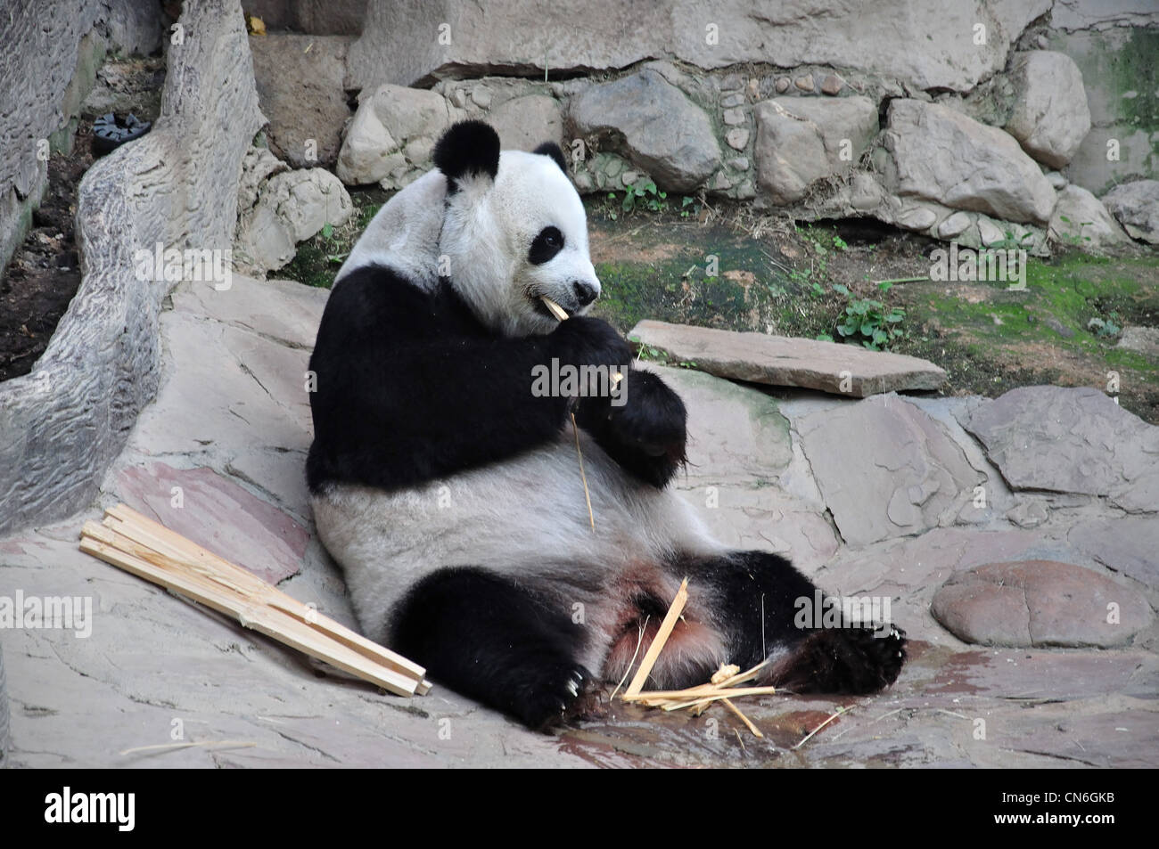 Giant Panda Essen Bambus im Zoo von Chiang Mai, Chiang Mai, Provinz Chiang Mai, Thailand Stockfoto