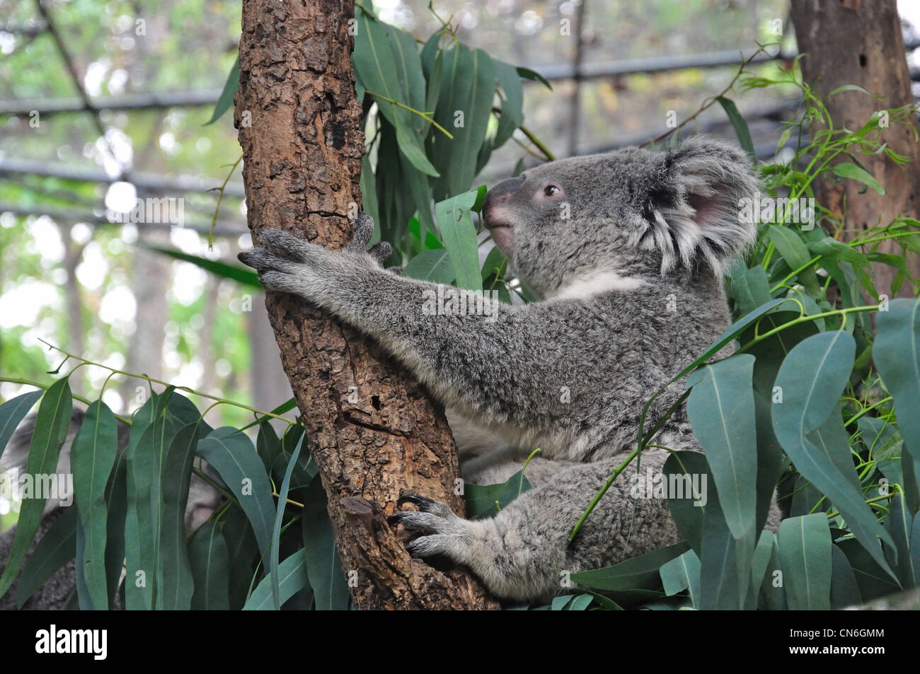 Koala (Phascolarctos cinereus) im Eukalyptusbaum im Chiang Mai Zoo, Chiang Mai, Provinz Chiang Mai, Thailand Stockfoto
