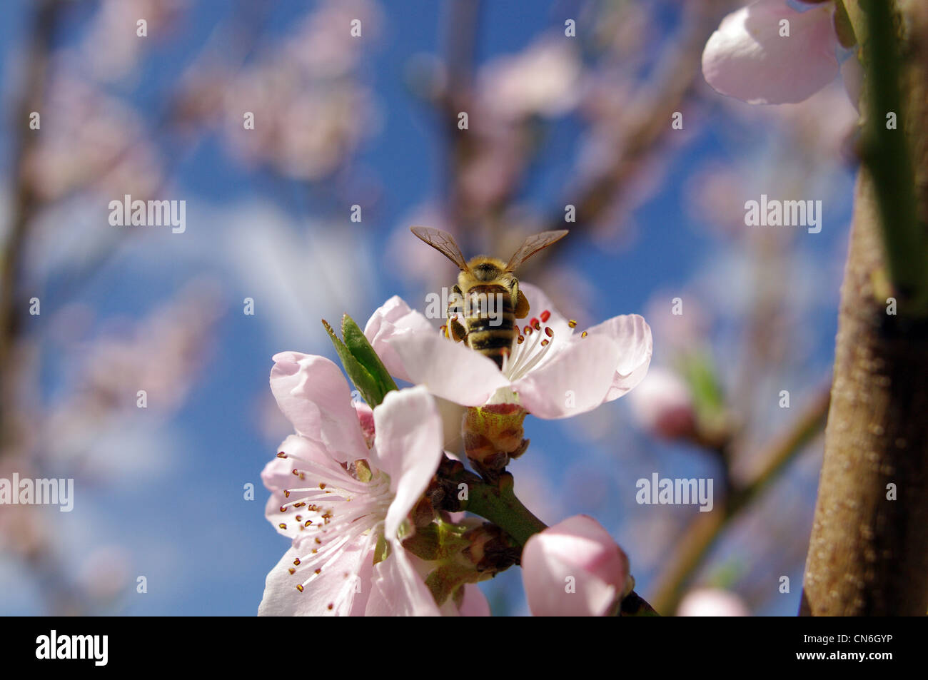 Honigbiene auf einem Kirschbaum-Blüte Stockfoto