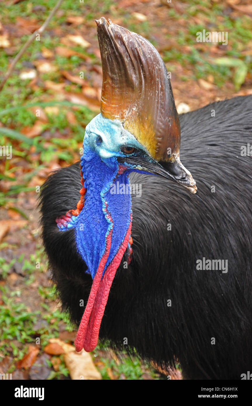 Die australischen Southern Kasuar Vogel, Zoo von Chiang Mai, Chiang Mai, Provinz Chiang Mai, Thailand Stockfoto