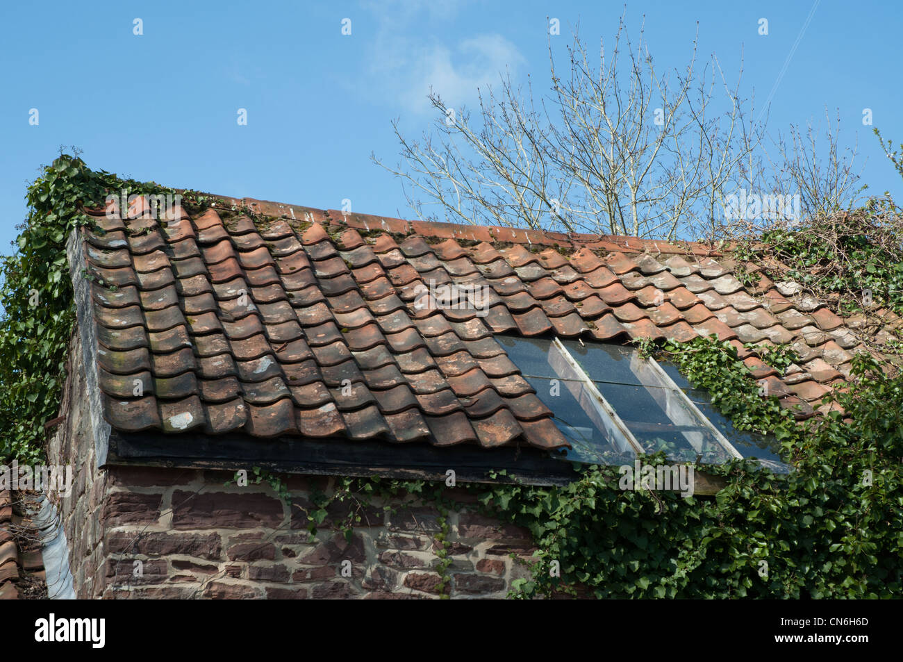 Clay Flachdachziegel Dach auf Stein Nebengebäude mit gläsernen Oberlicht Efeu Wachstum Stockfoto