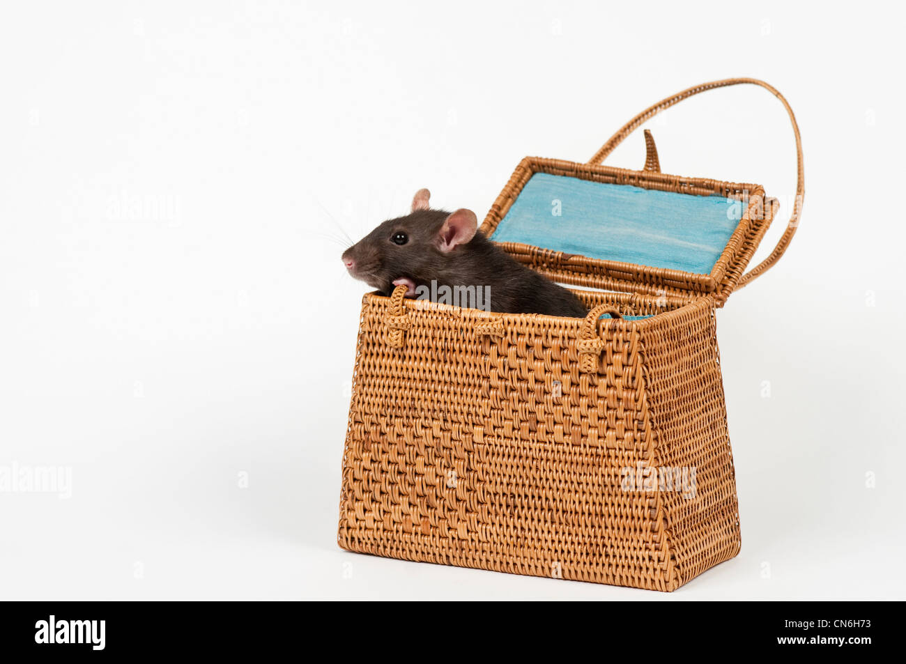Haustier Ratte in einer Korb-Handtasche. Stockfoto
