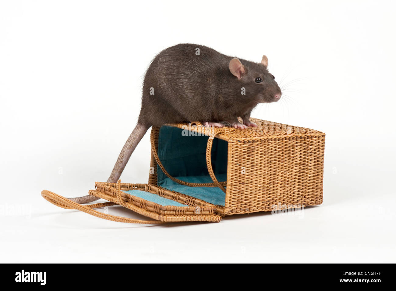 Haustier Ratte klettert auf einer Weide-Handtasche. Stockfoto
