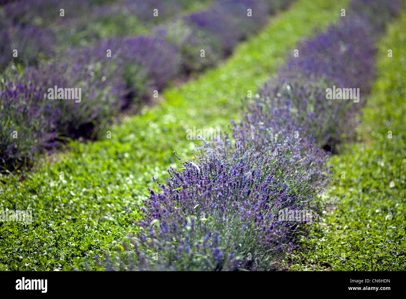 Zertifiziert Bio Englisch "Lady" Lavendel (Lavandula Angustifolia) Felder, Stanstead, Fitch Bay, Quebec Stockfoto