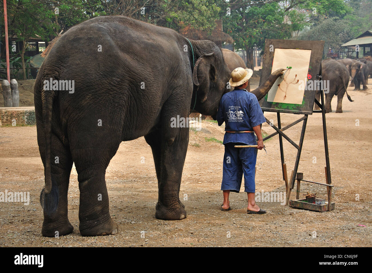 Elefant ein Bild auf die Elefanten-Show, Maetaman-Elefanten-Camp in der Nähe von Chiang Mai, Provinz Chiang Mai, Thailand Stockfoto