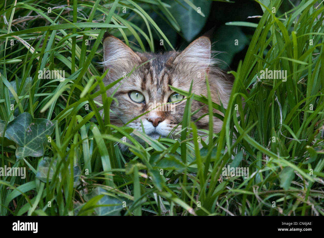 Katze Katze Fell grass Stockfoto